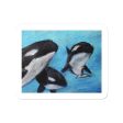 Orca Tides ~ Sticker Hot on Sale