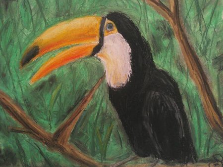 Toucan - Art Print Online Hot Sale