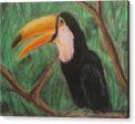 Toucan - Acrylic Print Hot on Sale