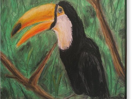 Toucan - Acrylic Print Hot on Sale