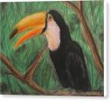 Toucan - Canvas Print For Discount