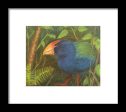 The Takahe - Framed Print Cheap