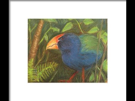 The Takahe - Framed Print Cheap