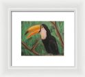 Toucan - Framed Print on Sale