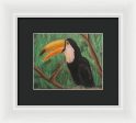 Toucan - Framed Print on Sale