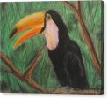 Toucan - Canvas Print For Discount