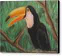 Toucan - Canvas Print For Discount