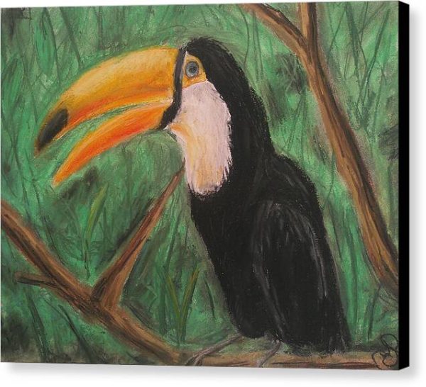 Toucan - Canvas Print For Discount