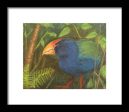 The Takahe - Framed Print Cheap