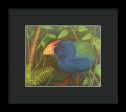 The Takahe - Framed Print Cheap